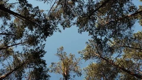 Tree crowns against the blue sky Stock Footage 317270177