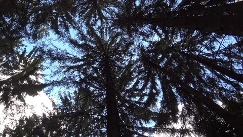 Tree crowns against sky Stock Footage 95796430