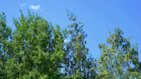 Tree crowns against the sky Stock Footage 160010212