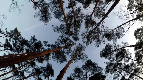 Tree crowns against the sky Stock Footage 300441840