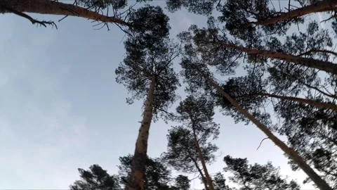 Tree crowns against the sky Stock Footage 300441861
