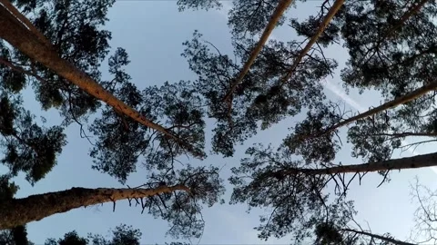 Tree crowns against the sky Stock Footage 300441862