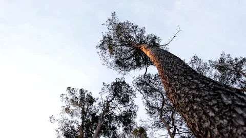 Tree crowns against the sky Stock Footage 300441877