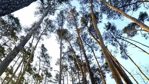 Tree crowns against the sky Stock Footage 300441951