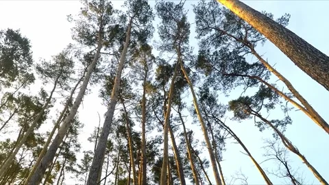 Tree crowns against the sky Stock Footage 300441981