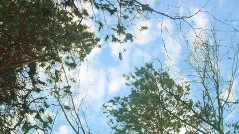 Tree crowns against the sky. Stock Footage 340154496