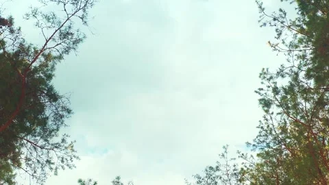 Tree crowns against the sky. Stock Footage 341317177