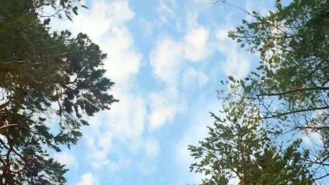 Tree crowns against the sky. Stock Footage 346035747