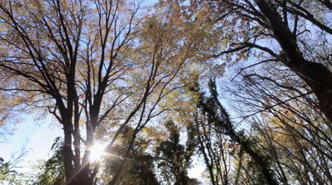 Tree crowns in the autumn sun 動画素材 57113613