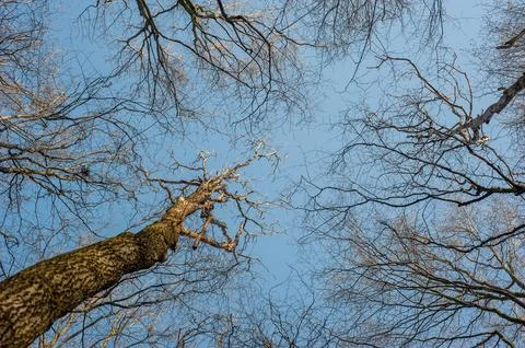 Tree crowns with bare branches against a blue sky in early spring Stock Photos