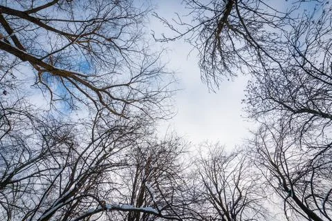 Tree crowns from bottom to top in winter and blue spring sky Fotos de archivo