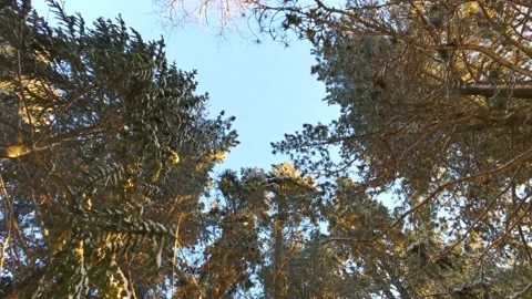 Tree crowns, bottom view. Stock Footage 145342730