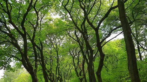 Tree crowns, bottom up view. Stock Footage 273175044