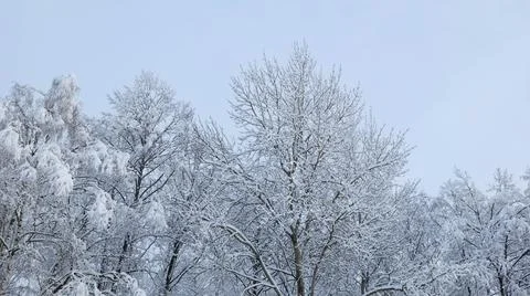 Tree Crowns Covered with Snow Stock Photos