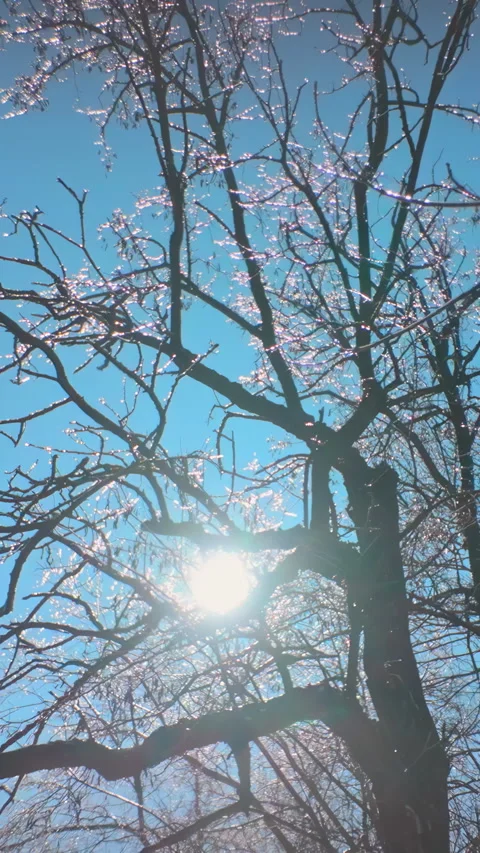 Tree crowns covered in thin crust of ice brilliants in bright sun an optical Stock Footage 338133858