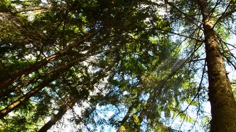 Tree crowns. Crown of trees in the clouds. 12 Video stock 94326811