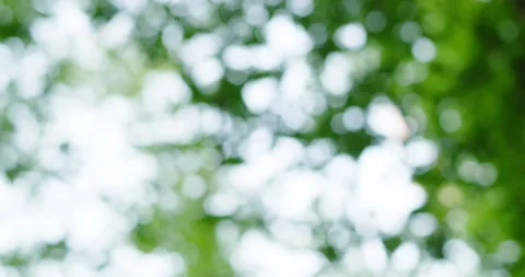 Tree crowns Stock Footage 132348371