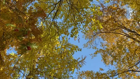 Tree crowns Stock Footage 250189757