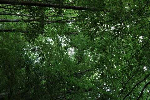Tree crowns in a forest Stock Photos