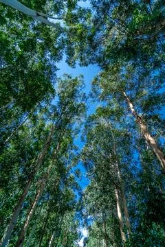 Tree crowns in the forest Stock-Fotos