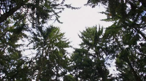 Tree crowns to forest tilt Stock-Footage 45222159