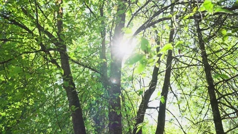 Tree crowns in the glare of the suns rays Video stock 328049345