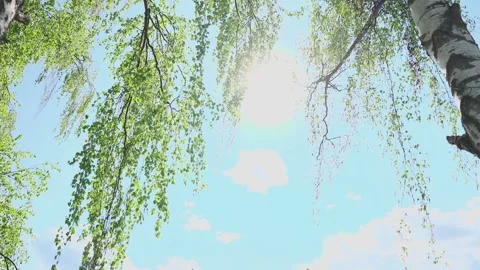 Tree crowns in the glare of the suns rays Stock Footage 328299127