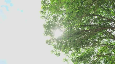 Tree crowns in the glare of the suns rays 스톡 동영상 328299433
