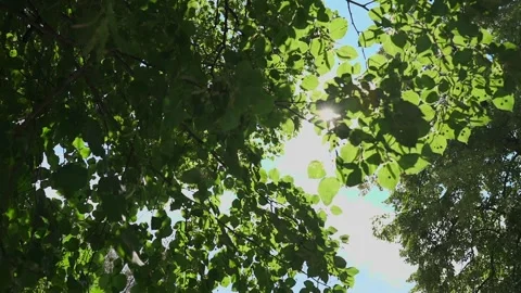Tree crowns in the glare of the suns rays Stock Footage 328314544