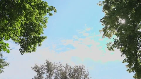 Tree crowns in the glare of the suns rays Video stock 328314557