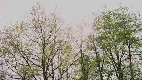 Tree crowns in the glare of the suns rays Stock Footage 329092296