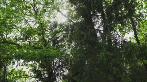 Tree crowns in the glare of the suns rays Vidéo 329092893