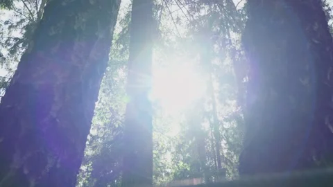 Tree crowns in the glare of the suns rays Stock Footage 329092899