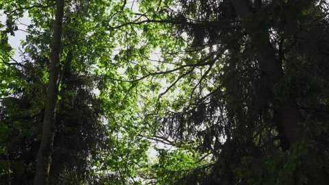 Tree crowns in the glare of the suns rays Video stock 329092904