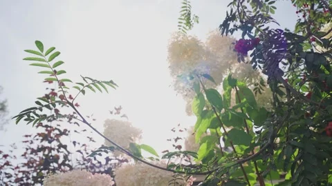 Tree crowns in the glare of the suns rays Stock Footage 329248947