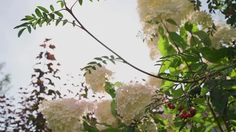 Tree crowns in the glare of the suns rays Stock Footage 329248948