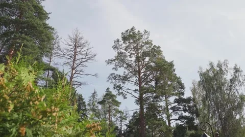 Tree crowns in the glare of the suns rays Stock Footage 329248955