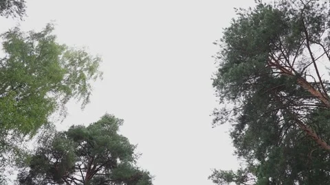 Tree crowns in the glare of the suns rays Stock Footage 329249704