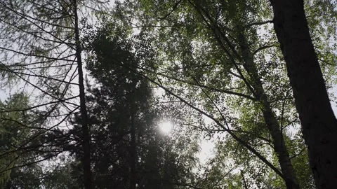 Tree crowns in the glare of the suns rays Stock Footage 329249738