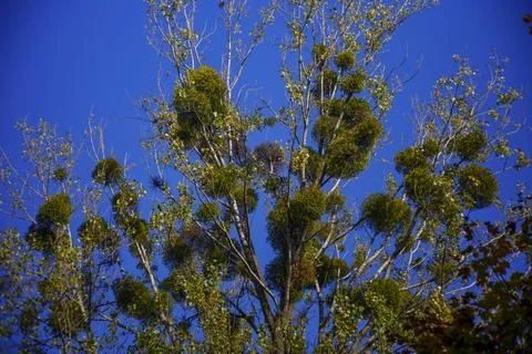 Tree crowns with mistletoe balls under vivid blue sky Stock Photos