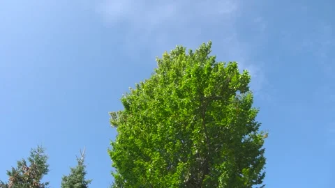 Tree crowns of a pair of trees against the clear sky on a sunny day - view from 動画素材 246385365