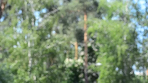 Tree Crowns in the park Stock Footage 131496295