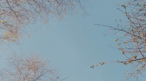 Tree crowns in spring without leaves on deep blue sky. Perfect background for Video stock 50087788