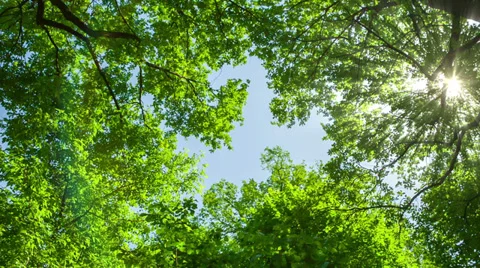 Tree Crowns in the Sun. HD 1080. Stock Footage 39849016