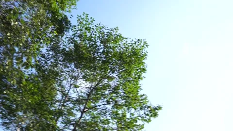 Tree crowns on a sunny day Stock Footage 138682860
