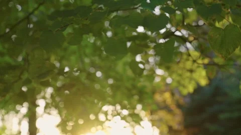 Tree crowns with swaying leaves under glow of warm sunlight Stock Footage 274248657