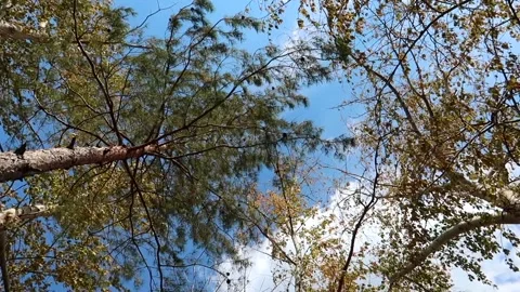 Tree crowns swaying in the wind bottom up view Stock Footage 161149288
