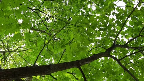 Tree crowns swirling against the sky Stock Footage 267892041