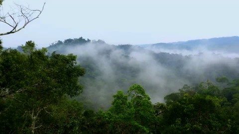 The tree crowns of two tall tropical forest trees in an aerial view Stock Footage 336863890