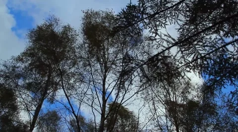 Tree crowns in the wind Stock Footage 45380002
